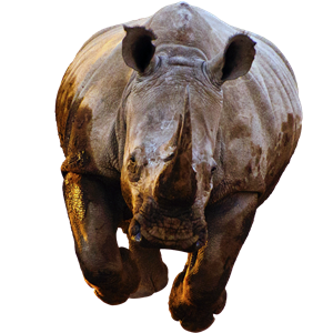 Rhino PNG-24785